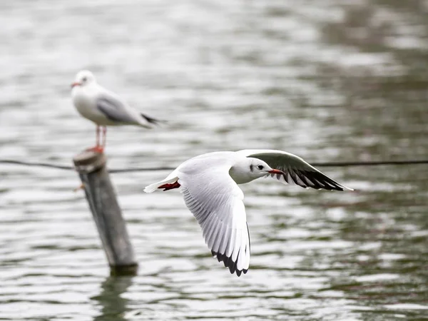 Şirin beyaz Avrupa ringa martıları özgürce gölün üzerinde uçuyor. — Stok fotoğraf
