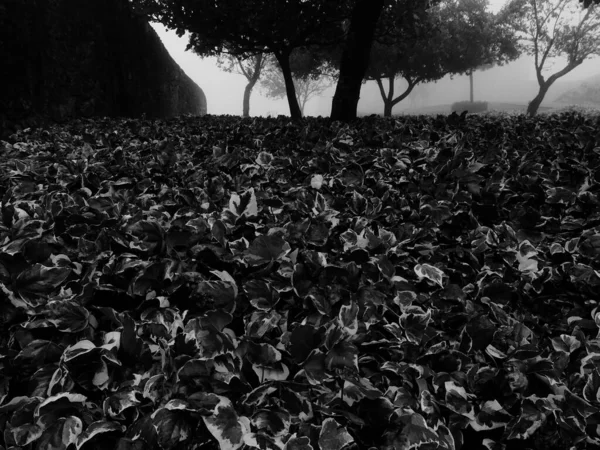 Eine Graustufenaufnahme Von Pflanzen Mit Großen Blättern Die Einem Tal — Stockfoto