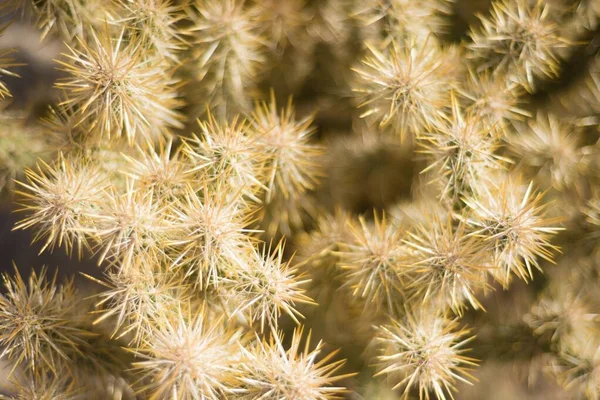 Cholla Cactus Joshua Tree National Park — Stock Photo, Image