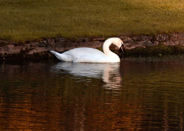 一只孤独的白天鹅在湖中游动 倒映在水面上 忧郁的概念 — 图库照片