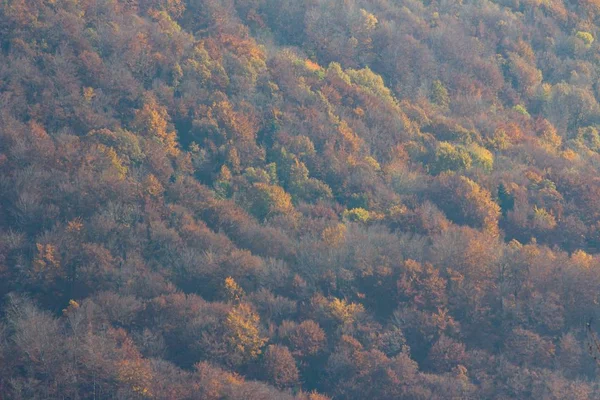 クロアチア ザグレブのメドヴェドニカ山の森の秋 — ストック写真