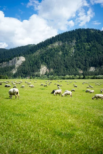 Tiro vertical de uma manada de ovelhas comendo grama no pasto cercado por altas montanhas — Fotografia de Stock