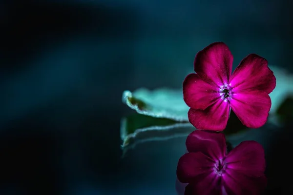 Virág Tükröződik Üvegtáblában — Stock Fotó
