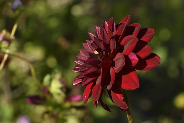 Tiro seletivo do foco de uma planta perene de Dahlia que cresce no meio de uma floresta — Fotografia de Stock