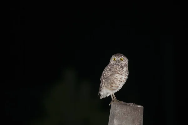 Owl perched on a log at night with a black background — Stock Photo, Image