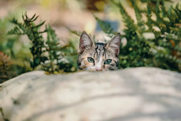 Lindo gatito con hermosos ojos detrás de una piedra entre las plantas — Foto de Stock