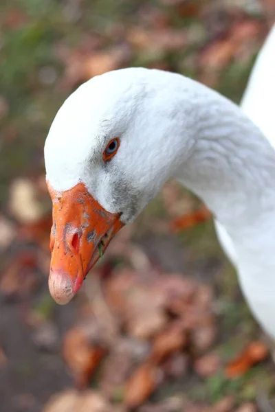 Bílá kachna s oranžovým zobákem hledící do kamery s listy na rozmazaném pozadí — Stock fotografie