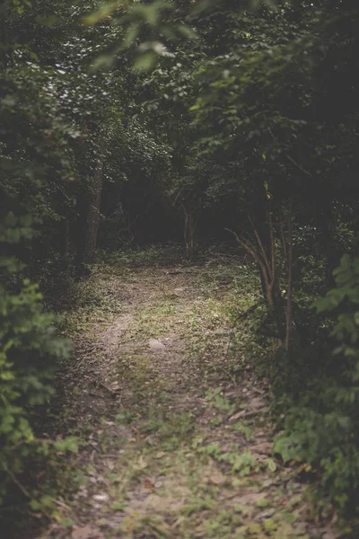 Tiro vertical de um caminho no meio de uma floresta com árvores folheadas verdes — Fotografia de Stock