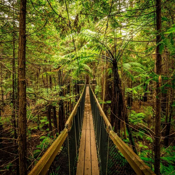 Ponte di legno che conduce ad una avventurosa passeggiata nel mezzo del bosco — Foto Stock