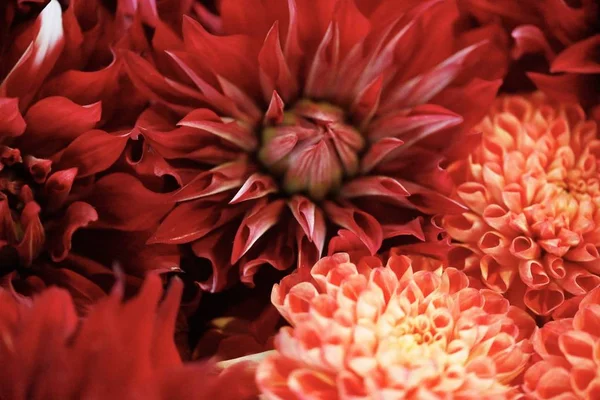 赤いダリアの花の閉鎖ショット – 自然な壁紙のための素晴らしい — ストック写真