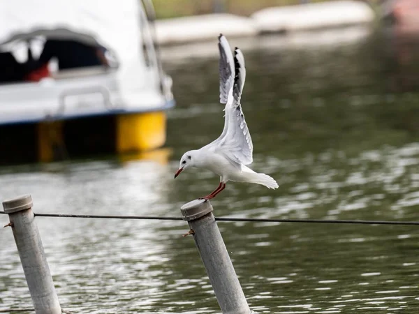 Aranyos fehér európai hering sirály szabadon repül a tó felett — Stock Fotó