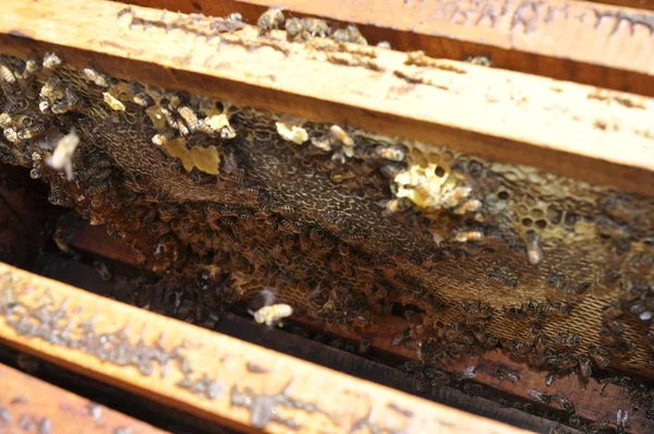 Messa a fuoco selettiva ravvicinata di un gruppo di api che lavorano a malapena per riempire un favo — Foto Stock