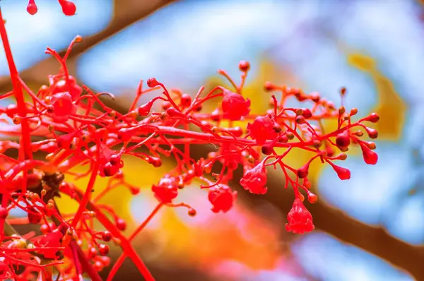 Close-up shot van een exotische rode plant met een wazige achtergrond — Stockfoto