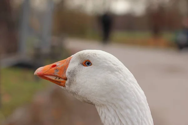 Detailní záběr roztomilé bílé kachny s rozmazaným pozadím — Stock fotografie