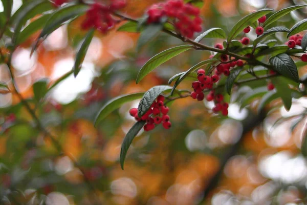 Closeup of Buffaloberries on tree branches with green leaves with a blurry background — Stock Photo, Image