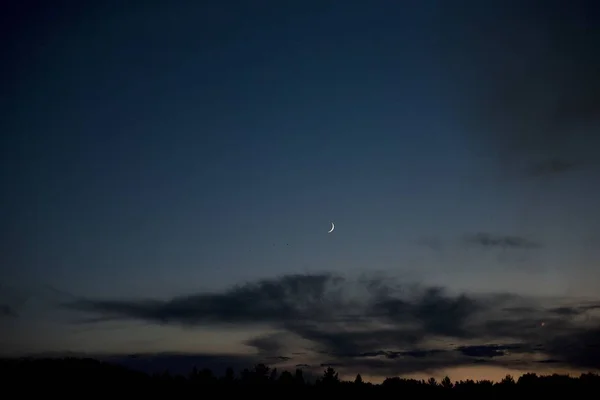 Силует дерев під темно-синім небом з видимим місяцем на фоні — стокове фото