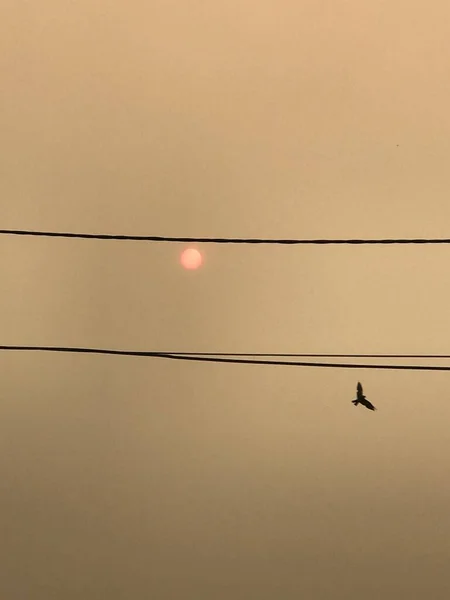 Вертикальный Низкоугольный Снимок Птицы Летящей Рядом Электрическими Проводами Фоне Солнца — стоковое фото
