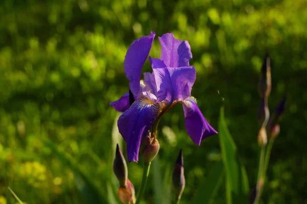 Nahaufnahme einer Iris auf einem Feld im Grünen unter Sonnenlicht mit verschwommenem Hintergrund — Stockfoto