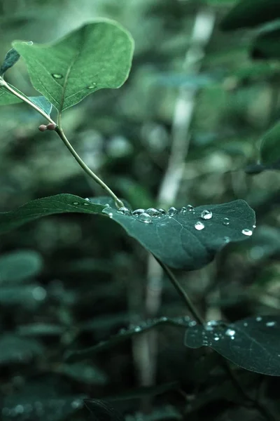 Primer plano de hojas verdes cubiertas con gotas de rocío - ideal para un fondo de pantalla natural —  Fotos de Stock