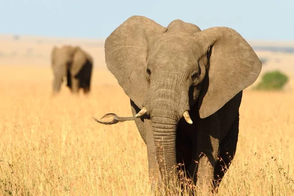 Bellissimo Elefante Con Avorio Spezzato Catturato Nelle Giungle Dell Africa — Foto Stock