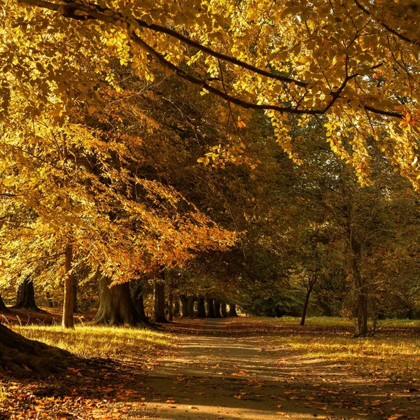 Красивые осенние пейзажи в парке с желтыми листьями, упавшими на землю — стоковое фото