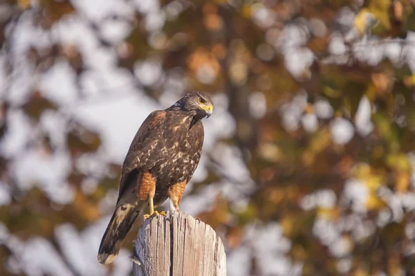 Brown red-tailed hawk perched on a tree log with a blurred background — Stock Photo, Image