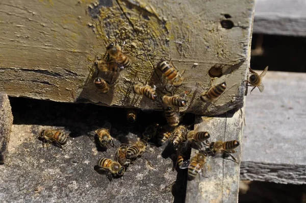 Nahaufnahme von fleißigen Bienen, die eine köstliche Bienenwabe in einem Bienenstock schaffen — Stockfoto