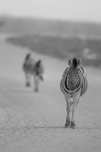 Vertical selective focus shot of a zebra walking on a gravel road in the middle of the desert — Stock Photo, Image