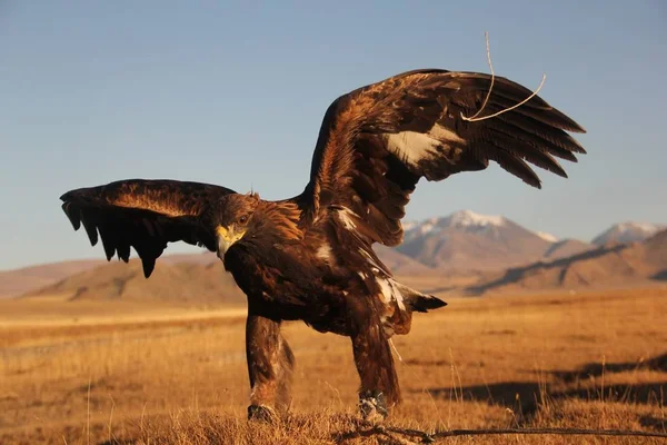Photo d'un aigle royal prêt à voler dans une zone déserte avec des montagnes sur le fond flou — Photo