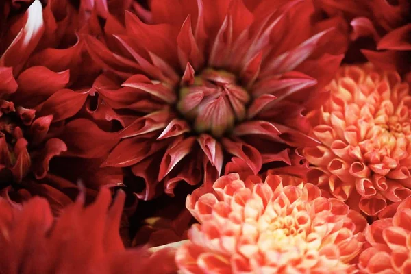Ramo de flores de dalia roja en flor fotos de stock, imágenes de Ramo de flores de dalia roja en flor sin royalties | Depositphotos Ramo de flores de dalia roja en flor fotos de stock, imágenes de Ramo de flores de dalia roja en flor sin royalties | Depositphotos