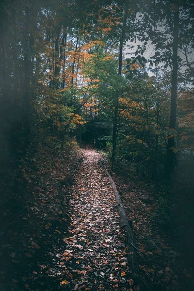 Vertikální Záběr Cestu Uprostřed Podzimního Lesa — Stock fotografie