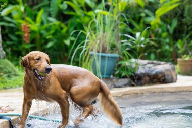 A cute brown dog getting a tennis ball out of the pool in a garden clipart