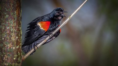 Red Winged Blackbird clipart