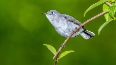 Blue Gray Gnatcatcher clipart