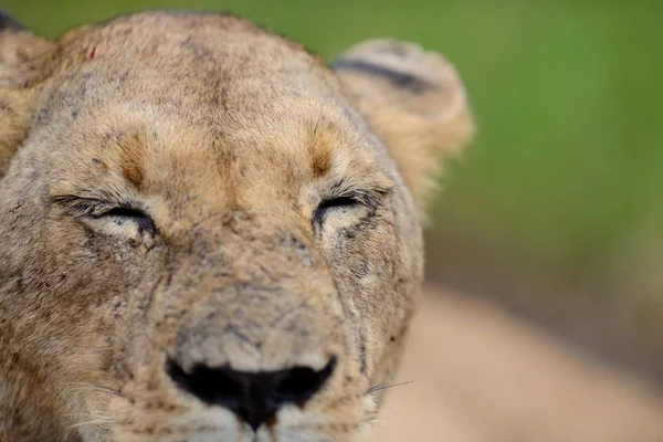 Nahaufnahme Einer Prachtvollen Löwin Auf Einer Straße Afrikanischen Dschungel — Stockfoto