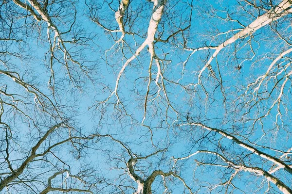 澄んだ青空の下で多くの木の枝の低角度ショット – 壁紙のための素晴らしい — ストック写真