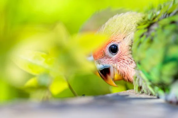 Gros plan d'un petit oiseau amoureux derrière des feuilles vertes — Photo