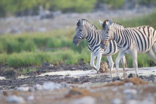 Group Zebras Walking Muddy Ground Grass Covered Field — ストック写真