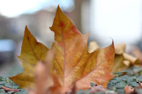 Zbliżenie żółtego liścia klonu otoczonego zielenią z rozmytym tłem — Zdjęcie stockowe
