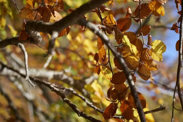 Primo piano di foglie gialle su un ramo d'albero sotto la luce del sole con uno sfondo sfocato — Foto Stock
