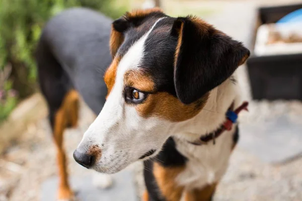 Perro de ratonero blanco y marrón, cocido y con fondo borroso. — Foto de Stock