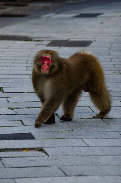 顔をしかめっ面で自由に歩く猿の垂直ショット — ストック写真