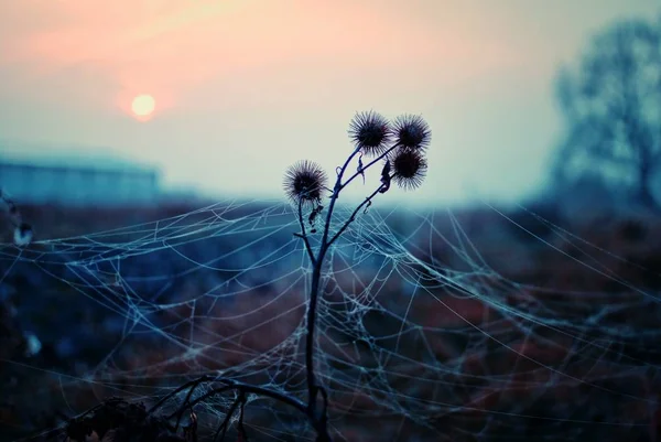 背景に夕日とクモの巣に囲まれたタンポポの選択的な焦点ショット — ストック写真