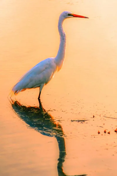 Κάθετη λήψη ενός μεγάλου egret και η αντανάκλασή του στο νερό που συλλαμβάνεται στο ηλιοβασίλεμα — Φωτογραφία Αρχείου