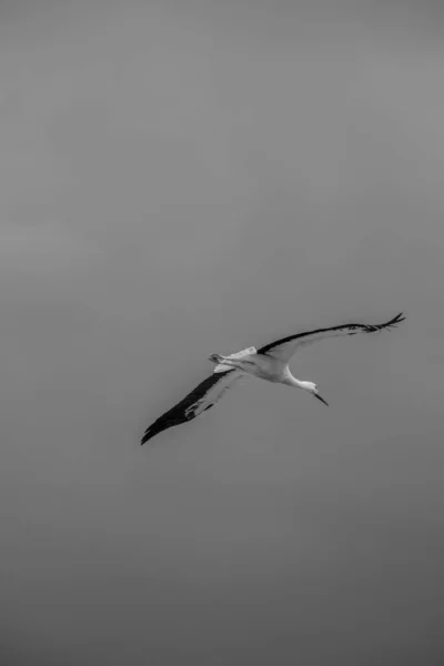 Függőleges szürkehályog felvétel egy fehér gólya repül az égen — Stock Fotó
