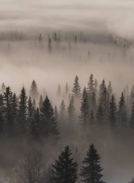 Una Vista Angolo Alto Una Foresta Sempreverde Coperta Nebbia Quadro — Foto Stock