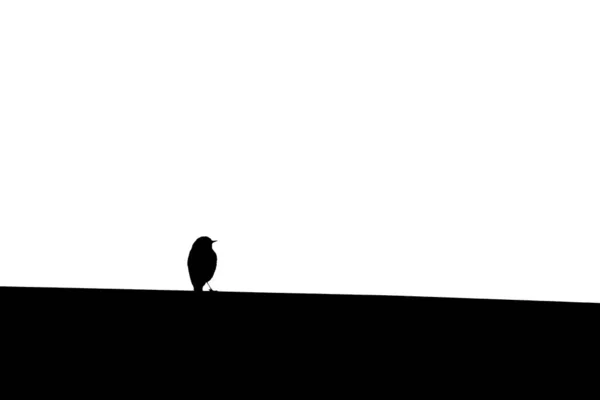 Silhouette of a bird sitting on a black surface on white background — Stock Photo, Image