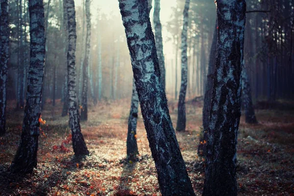 Vacker utsikt över träden fångas i mitten av skogen — Stockfoto