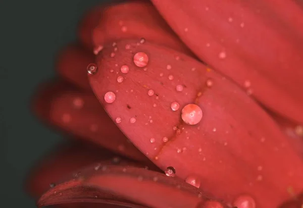 Вибірковий фокус на знімку червоних пелюсток квітки хризантеми з прорізами на них — стокове фото