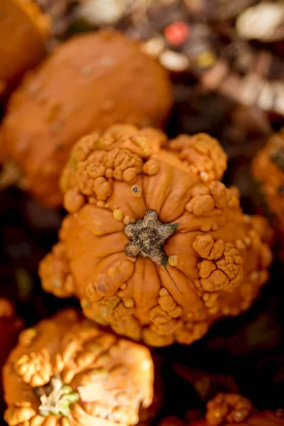 Overhead vertical shot of a pumpkin with a blurred background - great for background or blog — ストック写真